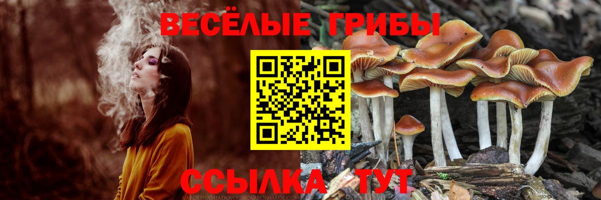 Галлюциногенные грибы Psilocybe Лыткарино